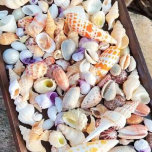 1000g/500g Natural Shell And Conch Decoration, Mixed Natural Seashells, Starfish And Scallops, Assorted Sizes, Beach Theme Party, DIY Crafts, Aquarium Decor, Home Decor, Wedding Decor (Small Size)