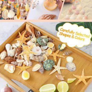 1000g/500g Natural Shell And Conch Decoration, Mixed Natural Seashells, Starfish And Scallops, Assorted Sizes, Beach Theme Party, DIY Crafts, Aquarium Decor, Home Decor, Wedding Decor (Small Size)
