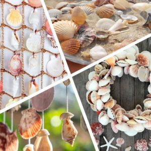 1000g/500g Natural Shell And Conch Decoration, Mixed Natural Seashells, Starfish And Scallops, Assorted Sizes, Beach Theme Party, DIY Crafts, Aquarium Decor, Home Decor, Wedding Decor (Small Size)