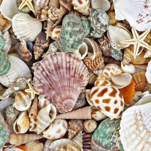 1000g/500g Natural Shell And Conch Decoration, Mixed Natural Seashells, Starfish And Scallops, Assorted Sizes, Beach Theme Party, DIY Crafts, Aquarium Decor, Home Decor, Wedding Decor (Small Size)