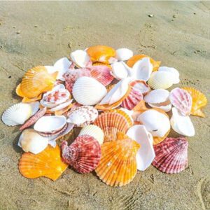 1 Pack (30g) Of Natural Multicolored Shell, Random Assortment - Suitable For Indoor Home Wall Decor, Aquarium Landscape, DIY Handicraft, Jewelry Making, Driftwood Bottle Materials Gifts Birthday Graduation