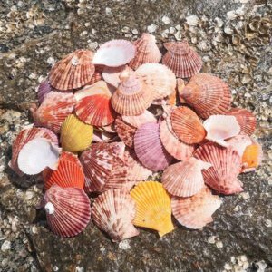 1 Pack (30g) Of Natural Multicolored Shell, Random Assortment - Suitable For Indoor Home Wall Decor, Aquarium Landscape, DIY Handicraft, Jewelry Making, Driftwood Bottle Materials Gifts Birthday Graduation