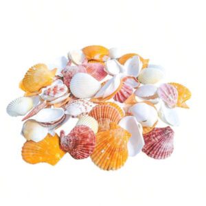 1 Pack (30g) Of Natural Multicolored Shell, Random Assortment - Suitable For Indoor Home Wall Decor, Aquarium Landscape, DIY Handicraft, Jewelry Making, Driftwood Bottle Materials Gifts Birthday Graduation